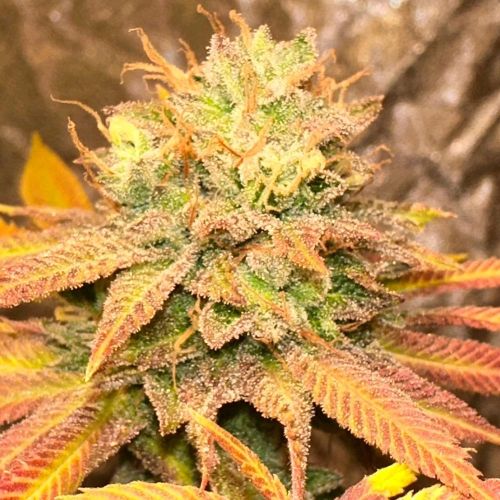 Smoke Trails Regular Cannabis Seeds by Karma Genetics 