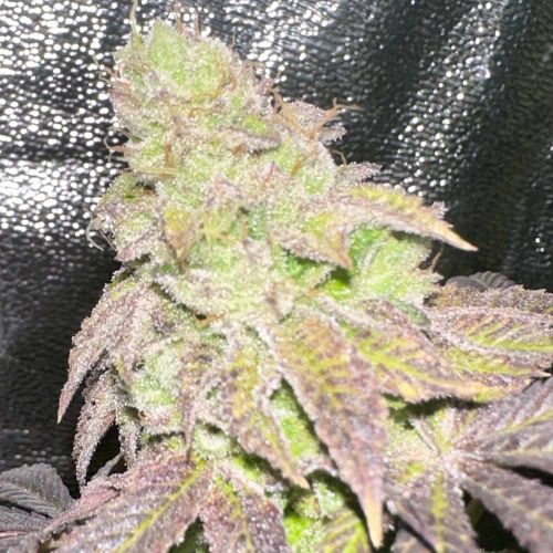Smoke Trails Regular Cannabis Seeds by Karma Genetics 