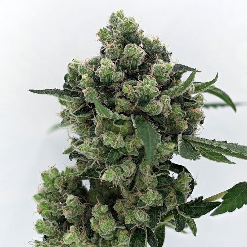 Sour Diesel BX 2 Regular Cannabis Seeds by Karma Genetics