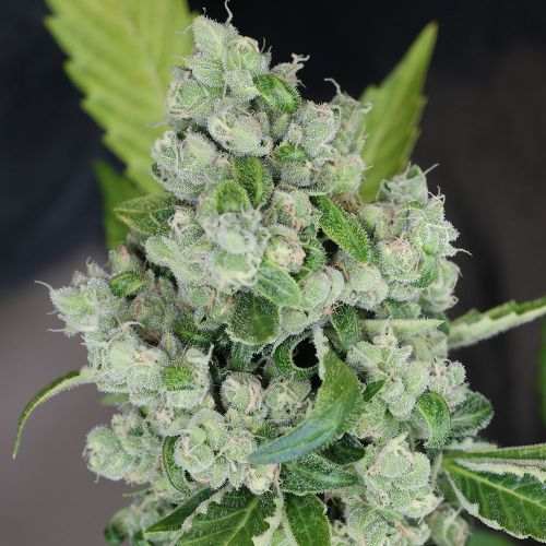 Sour Diesel BX 2 Regular Cannabis Seeds by Karma Genetics