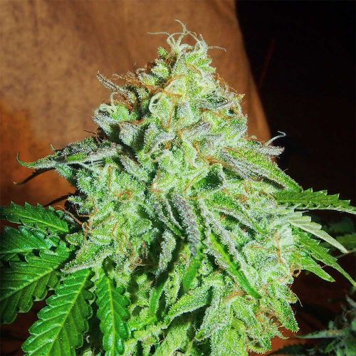 ZiZi Banana Regular Cannabis Seeds by Karma Genetics