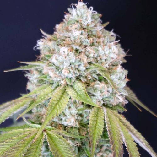 Melo Rado Female Weed Seeds by Karma Genetics