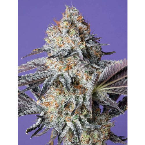 Kawazaki Feminized Cannabis Seeds by Grounded Genetics