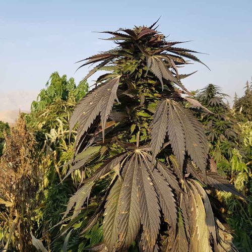 Khash Regular Cannabis Seeds by Afghan Selection