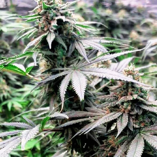 Kholm (aka Tashkurghan) Regular Cannabis Seeds by Afghan Selection