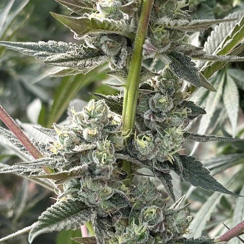 Kid Pambele Feminized Cannabis Seeds by Black Tuna Seeds