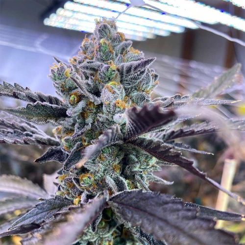 Kiyomi Feminized Cannabis Seeds by Symbiotic Genetics