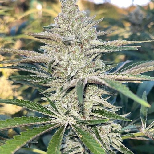 K.O. Feminized Cannabis Seeds by Black Tuna Seeds