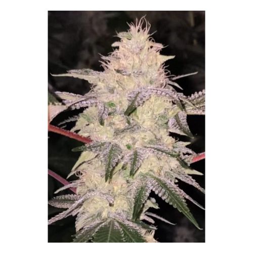 Kosher Candy Regular Cannabis Seeds By Dankhunters Seeds.CO