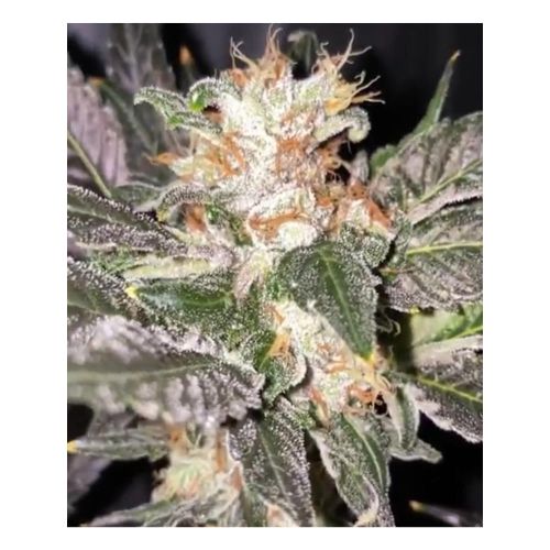 Kosher Creamz Regular Cannabis Seeds By Dankhunters Seeds.CO