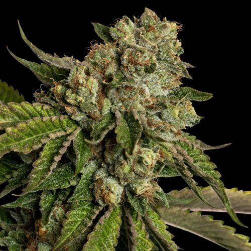 Kosher Kush Female Cannabis Seeds by Reserva Privada