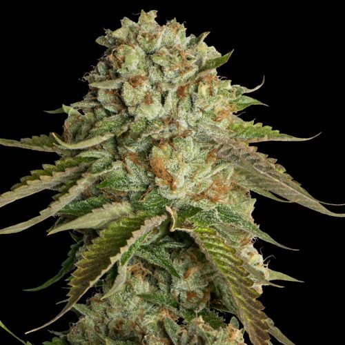 Kosher Kush Female Cannabis Seeds by Reserva Privada