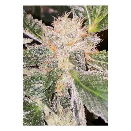 Kosher Orangez Regular Cannabis Seeds By Dankhunters Seeds.CO