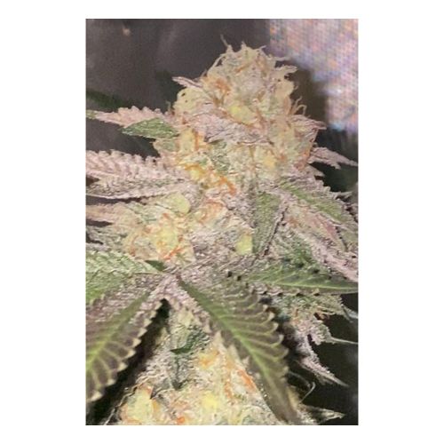 Kosher Pops Regular Cannabis Seeds By Dankhunters Seeds.CO