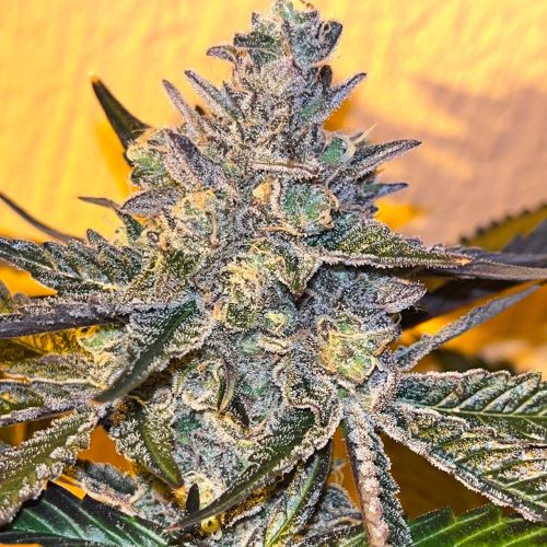 Kosher Popz Feminized Cannabis Seeds by Old School Genetics