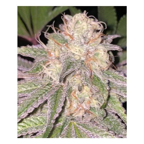  Kosher Soda Regular Cannabis Seeds By Dankhunters Seeds.CO