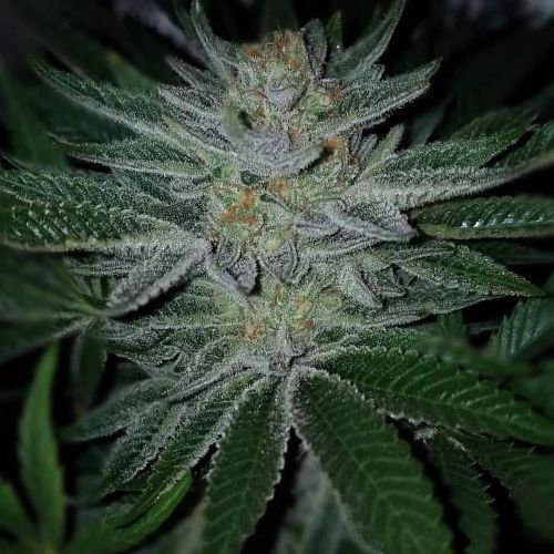 Ksmorz Regular Cannabis Seeds by Prolific Coast Seeds