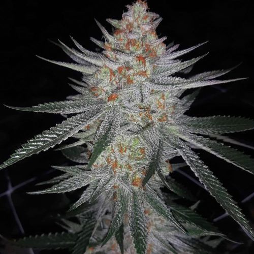 Ksmorz Regular Cannabis Seeds by Prolific Coast Seeds