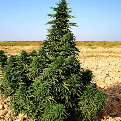 Kundoz Regular Cannabis Seeds by Afghan Selection