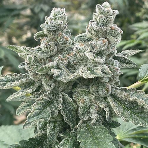 Kush Valley Cookies Feminized Cannabis Seeds by Seedism