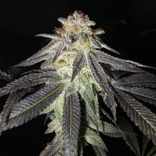 Kush Valley Gelato Feminized Cannabis Seeds by Seedism