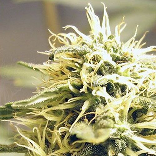 Kush Marijuana Seeds