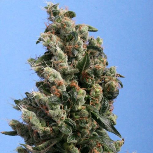Kushage Female Cannabis Seeds by T.H.Seeds
