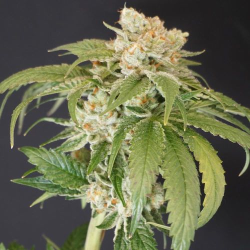 Kushi Melon Female Weed Seeds by Karma Genetics 