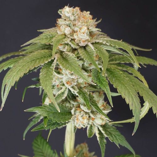 Kushi Melon Female Weed Seeds by Karma Genetics 