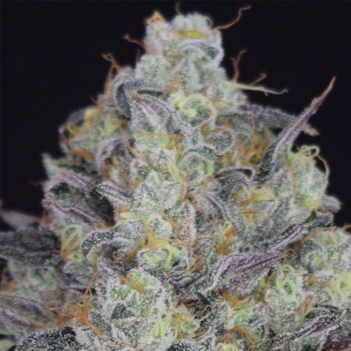 LA Juice Regular Cannabis Seeds by Crockett Family Farms