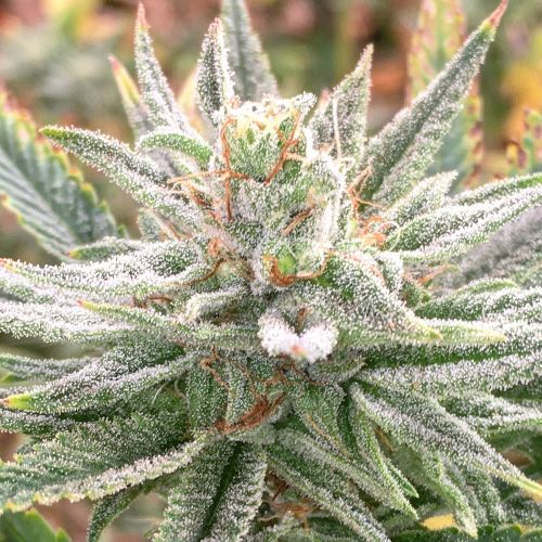 Lazar 115 Regular Cannabis Seeds by Dark Horse Genetics