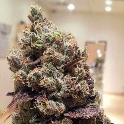 Lee Roy Regular Cannabis Seeds by Rare Dankness - DISCONTINUED