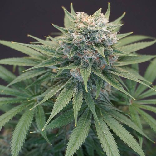 LeMello Female Weed Seeds by Karma Genetics 