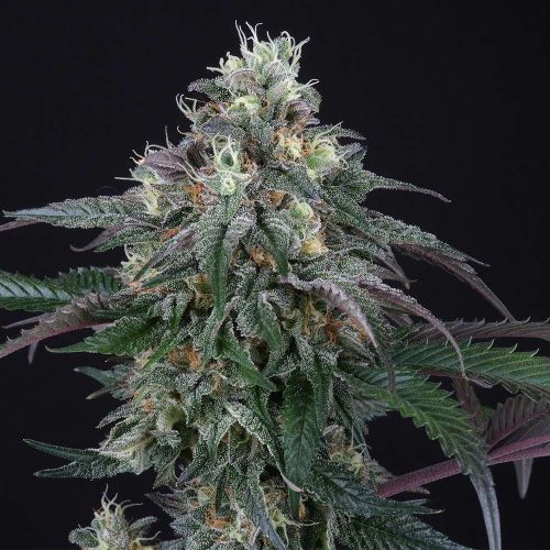 Lemon Curd Female Weed Seeds by Perfect Tree Seeds