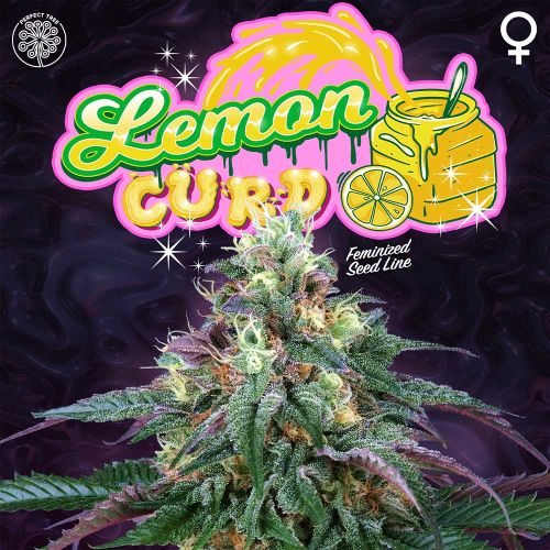 Lemon Curd Female Weed Seeds by Perfect Tree Seeds