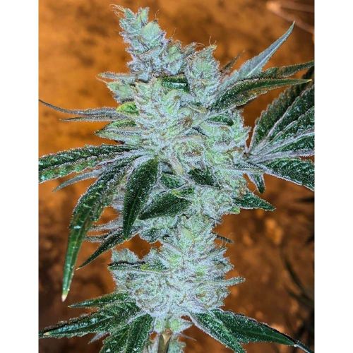 Lemon Delight Feminized Cannabis Seeds by The Cali Connection