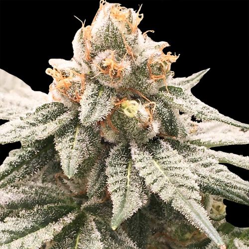 Lemon Oasis Female Weed Seeds by Rare Dankness 