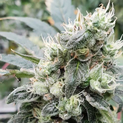 Lemonade Auto Flowering Cannabis Seeds by Paradise Seeds