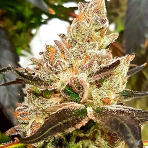 Lemonaid Sherbet Feminized Cannabis Seeds by Dank Genetics