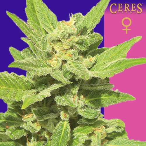 Lemonesia Female Cannabis Seeds by Ceres Seeds