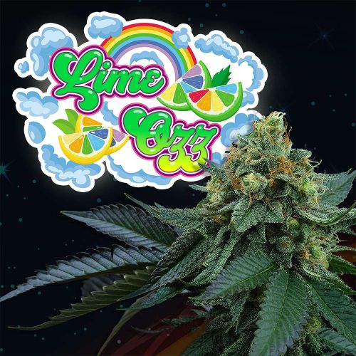 Lime OZZ  Feminized Cannabis Seeds by Perfect Tree