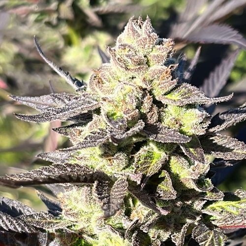 Limonada De Mango F2 Feminized Cannabis Seeds by Black Tuna Seeds