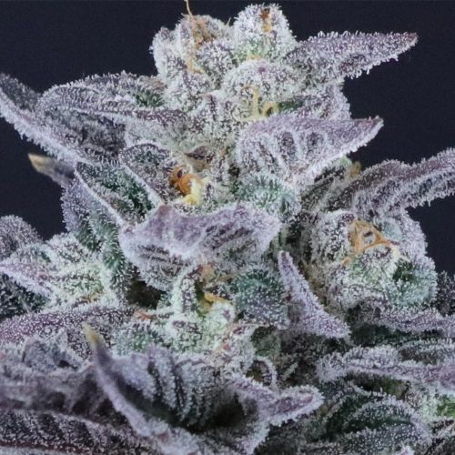 Loco Berry Regular Cannabis Seeds by Crockett Family Farms