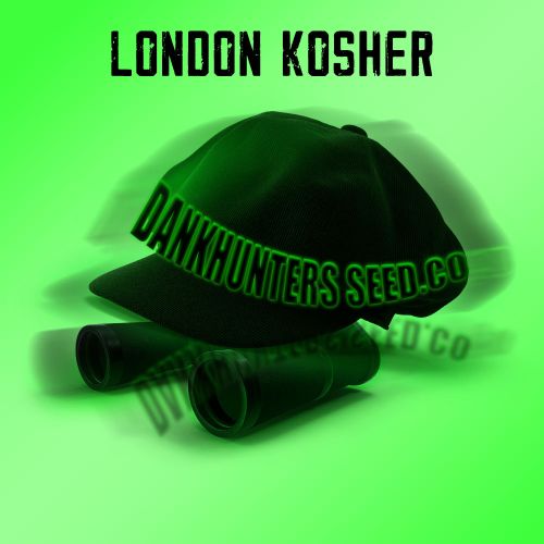 London Kosher Regular Cannabis Seeds By Dankhunters Seeds.CO