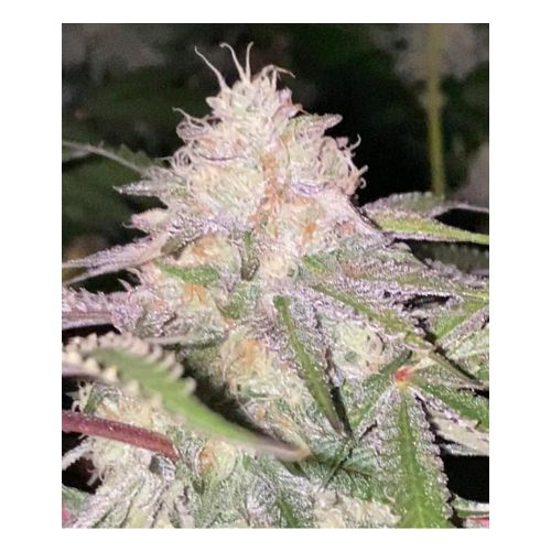 London Kosher Regular Cannabis Seeds By Dankhunters Seeds.CO