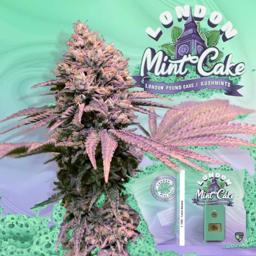 London Mint Cake Female Weed Seeds by T.H.Seeds