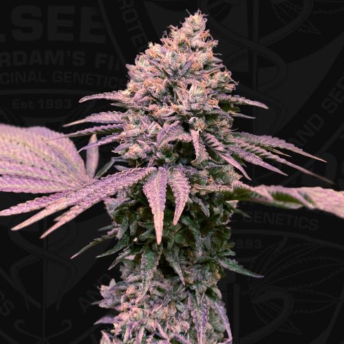 London Mint Cake Female Weed Seeds by T.H.Seeds