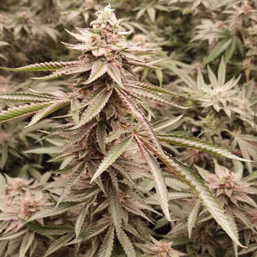 London Velvet Cake Female Weed Seeds by Conscious Genetics 