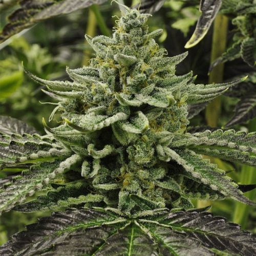 Longs Peak Blue Regular Cannabis Seeds by Rare Dankness