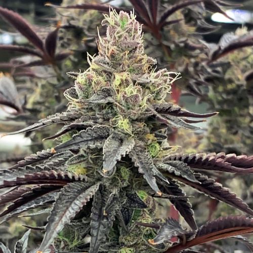 Luv Muffin Female Cannabis Seeds by Rare Dankness